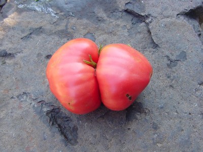 pomodorodoppio.JPG (190.71 KiB) Osservato 1017 volte pomodorodoppio.JPG