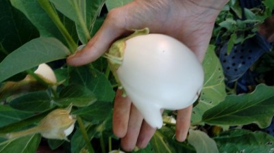 20170805_063237.jpg (51.83 KiB) Osservato 1035 volte 20170805_063237.jpg