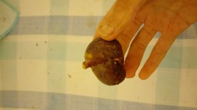 20170813_072758.jpg (33.84 KiB) Osservato 825 volte 20170813_072758.jpg