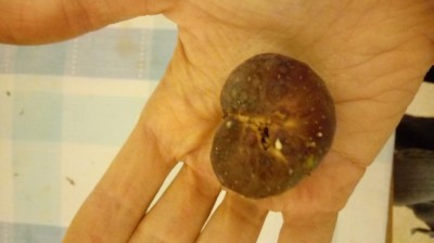 20170813_072750.jpg (36.95 KiB) Osservato 825 volte 20170813_072750.jpg