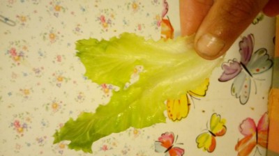 20170828_153529.jpg (46.32 KiB) Osservato 2119 volte 20170828_153529.jpg