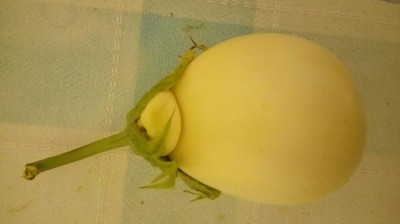 20170906_073604.jpg (49.06 KiB) Osservato 2040 volte 20170906_073604.jpg