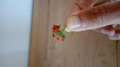 20170907_163750.jpg (35.67 KiB) Osservato 1991 volte 20170907_163750.jpg