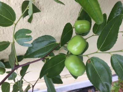 IMG_0477.JPG (85.79 KiB) Osservato 1022 volte IMG_0477.JPG