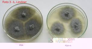 Botryosphaeria sp..jpg Botryosphaeria sp..jpg