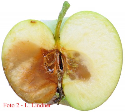 Spaheropsis malorum.jpg (250.59 KiB) Osservato 1713 volte Spaheropsis malorum.jpg