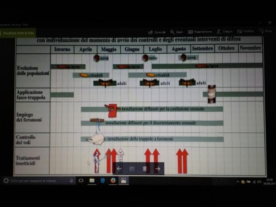 Carpocapsa-lotta guidata.jpg (73.81 KiB) Osservato 1797 volte Carpocapsa-lotta guidata.jpg