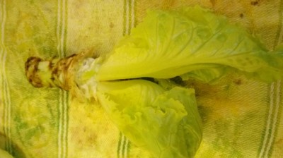 20171010_142012.jpg (58.08 KiB) Osservato 1513 volte 20171010_142012.jpg