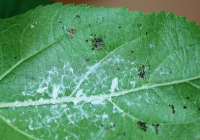 tingide e metcalfa.JPG (133.63 KiB) Osservato 1015 volte tingide e metcalfa.JPG