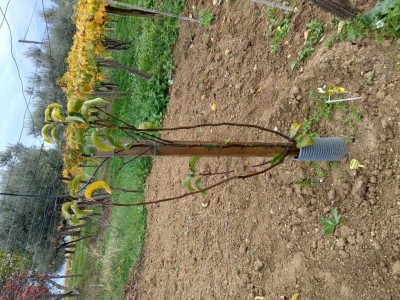 Pianta 1: Astone rovinato / IMG_20171114_092741_HDR.jpg IMG_20171114_092741_HDR.jpg