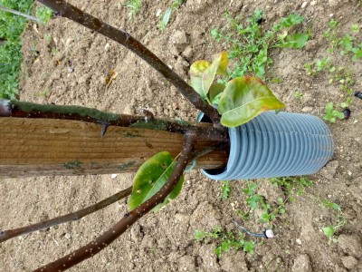 Pianta 1: particolare getti parte bassa. / IMG_20171114_092752_HDR.jpg IMG_20171114_092752_HDR.jpg