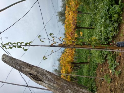 Pianta 2: pianta molto sviluppata, 3 metri circa. / IMG_20171114_092802_HDR.jpg IMG_20171114_092802_HDR.jpg