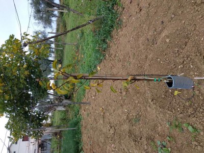 Pianta 3: sviluppo contenuto con borsa fruttifera. / IMG_20171114_092821.jpg IMG_20171114_092821.jpg