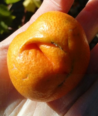 20171114_121552-1.jpg (67.86 KiB) Osservato 998 volte 20171114_121552-1.jpg