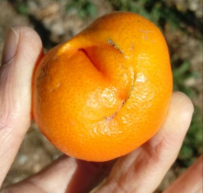 20171114_121609-1.jpg (76.13 KiB) Osservato 998 volte 20171114_121609-1.jpg