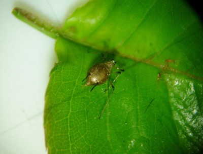 afide rosa parassitizzato.JPG (66.04 KiB) Osservato 1320 volte afide rosa parassitizzato.JPG