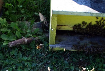 velutina in azione crop.jpg (96.01 KiB) Osservato 2513 volte velutina in azione crop.jpg