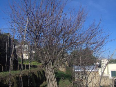 IM000812rid.jpg (70.76 KiB) Osservato 9507 volte IM000812rid.jpg