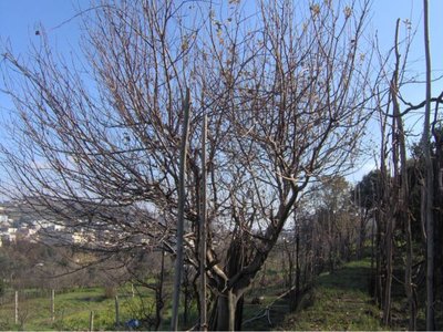 IM000807rid.jpg (91.41 KiB) Osservato 9507 volte IM000807rid.jpg