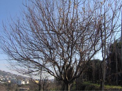 IM000808rid.jpg (96.82 KiB) Osservato 9257 volte IM000808rid.jpg