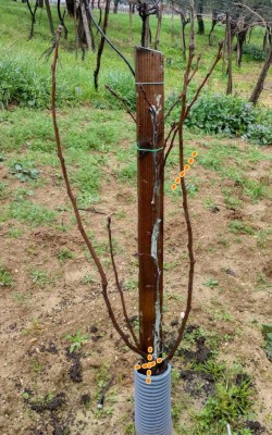 2018-02-07-13-50-40.jpg (173.57 KiB) Osservato 1074 volte 2018-02-07-13-50-40.jpg