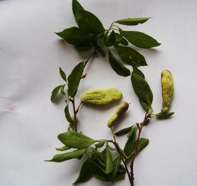 bozzacchioni susino 1.JPG (87.53 KiB) Osservato 629 volte bozzacchioni susino 1.JPG