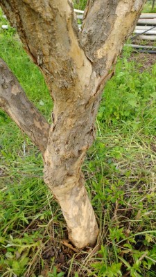 IMG_20180504_183701329.jpg (144.6 KiB) Osservato 588 volte IMG_20180504_183701329.jpg