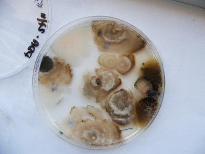 monilia laxa.JPG (57.06 KiB) Osservato 997 volte monilia laxa.JPG