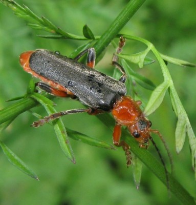 Cantharis livida.jpg (94.02 KiB) Osservato 1911 volte Cantharis livida.jpg