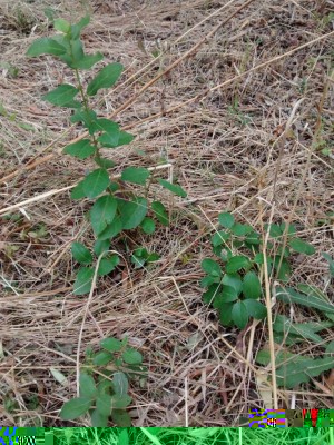 IMG_20180814_112202.jpg (215.07 KiB) Osservato 458 volte IMG_20180814_112202.jpg