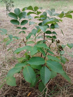 IMG_20180814_112317.jpg (149.53 KiB) Osservato 458 volte IMG_20180814_112317.jpg