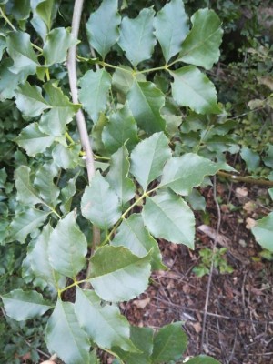 20180905_192550.jpg (111.7 KiB) Osservato 387 volte 20180905_192550.jpg