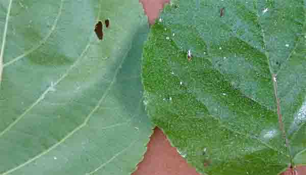 foglia2.jpg foglia2.jpg