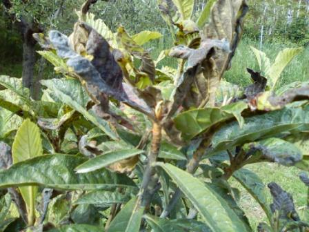 Nespolo.jpg Nespolo.jpg