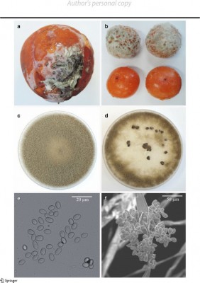 grey mold on persimmon fruit.jpg