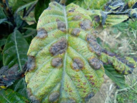 Foglia1.jpg Foglia1.jpg