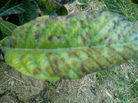 Foglia2.jpg Foglia2.jpg