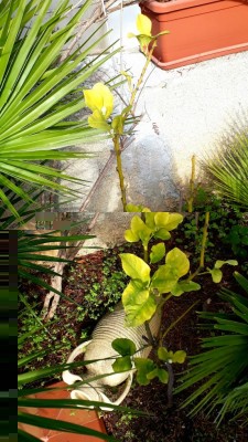 Limone.jpg (143.09 KiB) Osservato 363 volte Limone.jpg