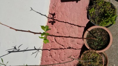 20190405_144632.jpg (96.25 KiB) Osservato 641 volte 20190405_144632.jpg