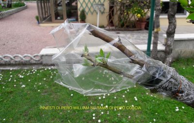 20190406_pero1.jpg (90.85 KiB) Osservato 5709 volte 20190406_pero1.jpg