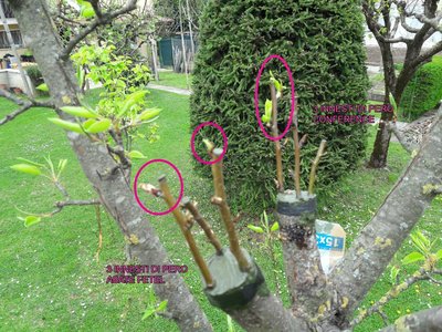 Qui solo due hanno germogliato ma le altre gemme sono a buon punto / 20190406_pero2.jpg 20190406_pero2.jpg