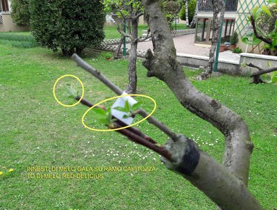 20190406_melo.jpg (211.91 KiB) Osservato 5709 volte 20190406_melo.jpg