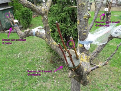 Come si vede, su albicocco gli innesti sono molto piu stentati...solo 2 su 10 sembrano funzionare / 20190406_alb1.jpg 20190406_alb1.jpg