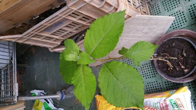 20190413_165738.jpg (94.85 KiB) Osservato 345 volte 20190413_165738.jpg