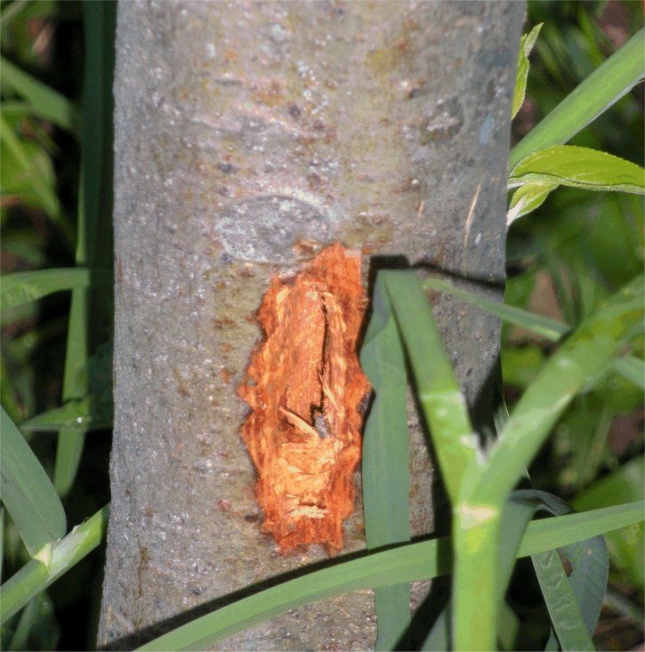 buco melo 1 ridotto.jpg buco melo 1 ridotto.jpg