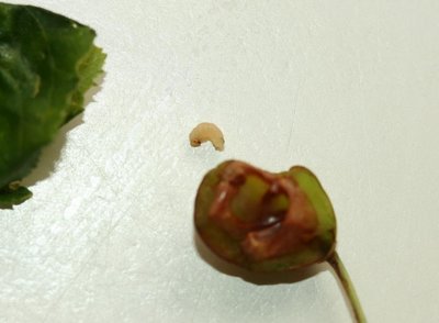 tentredine delle susine 1.1.JPG (63.87 KiB) Osservato 1167 volte tentredine delle susine 1.1.JPG