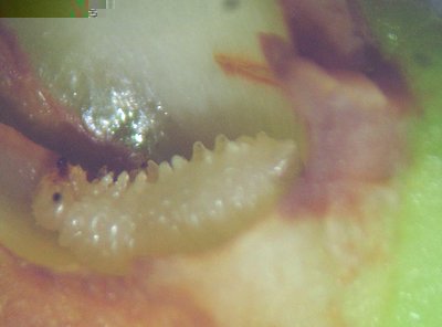 tentredine delle susine 1.2.JPG (66.79 KiB) Osservato 1167 volte tentredine delle susine 1.2.JPG