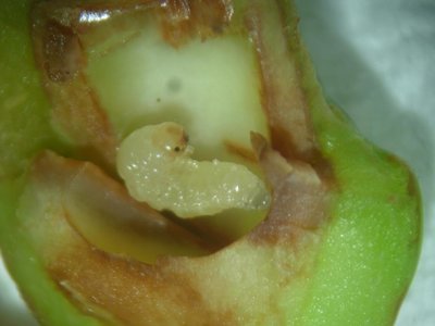 tentredine delle susine 1.3.JPG (49.96 KiB) Osservato 1167 volte tentredine delle susine 1.3.JPG