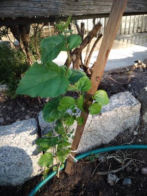 IMG_20190531_072129.jpg (165.61 KiB) Osservato 602 volte IMG_20190531_072129.jpg