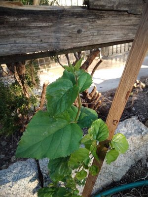 IMG_20190531_072125.jpg (120.73 KiB) Osservato 602 volte IMG_20190531_072125.jpg